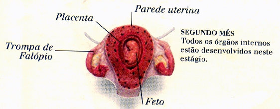 Conceito de sintomas de gravidez