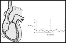 swan12.jpg (9850 bytes)