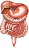 Gastroenterologia - Hospital Virtual Brasileiro